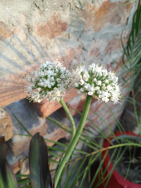 fonds d'écran plant, allium