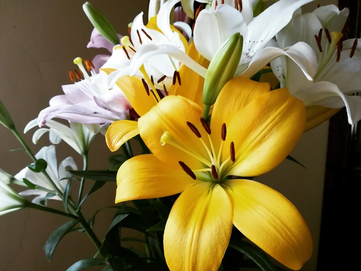 lily