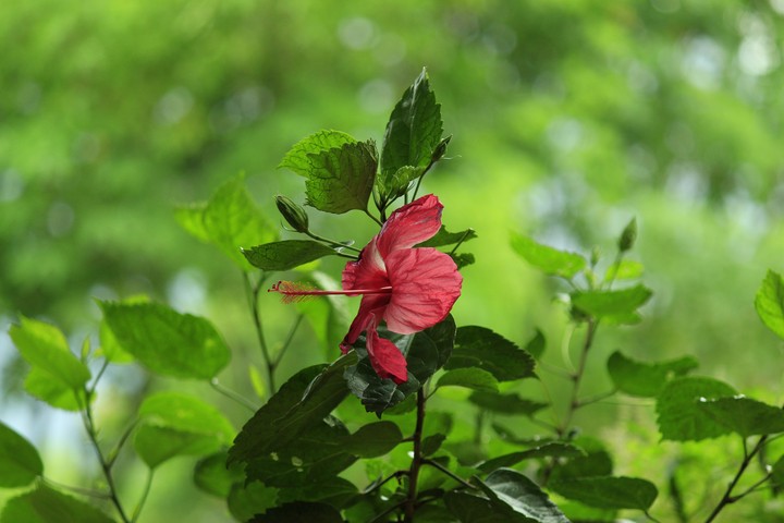 single flower