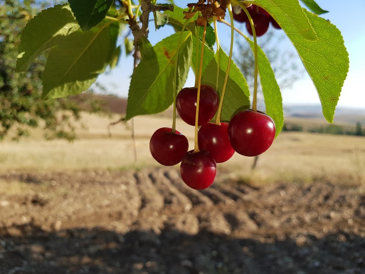 Cherry