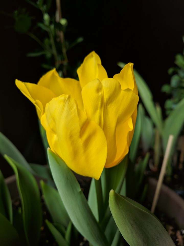 Spring Blooms