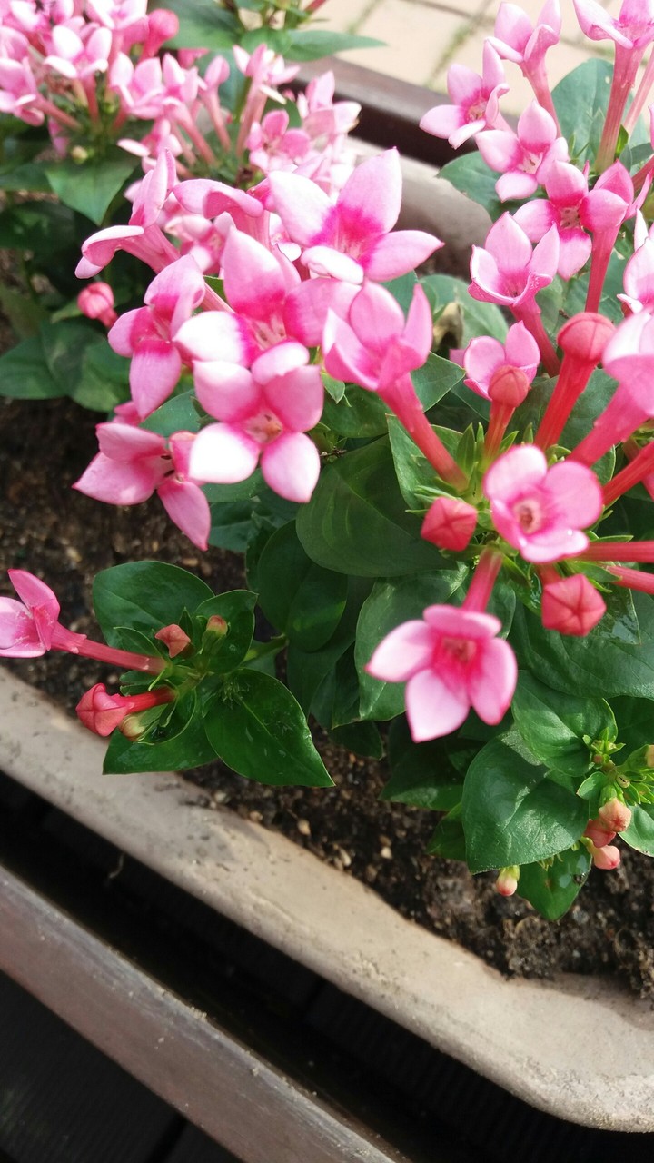꽃..