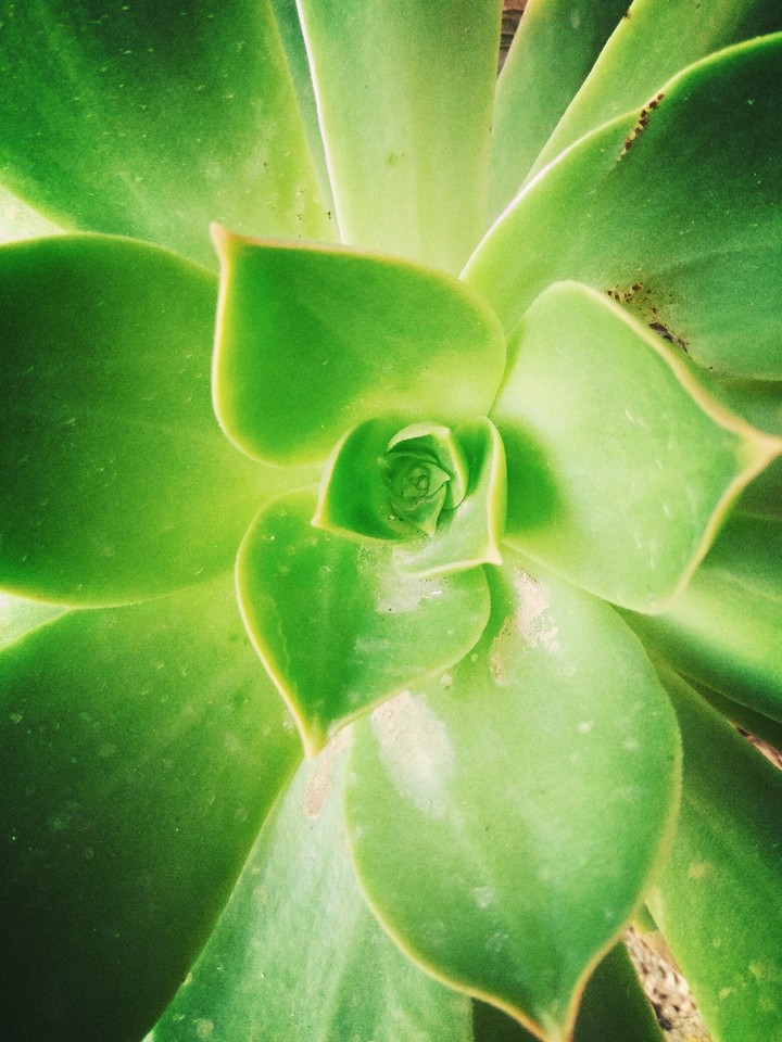 ⁦☘️⁩