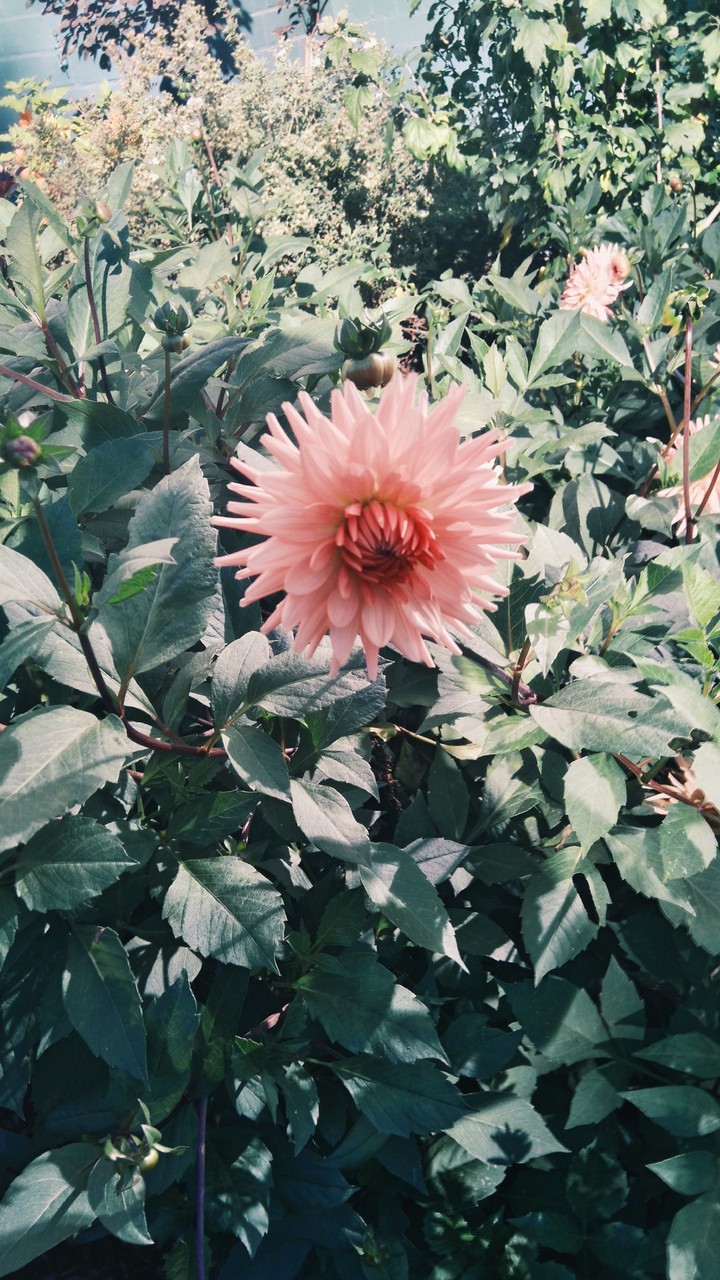 flower 
