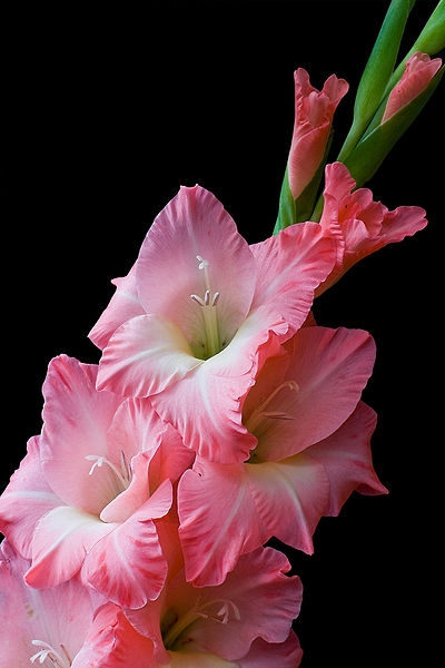 gladiolus