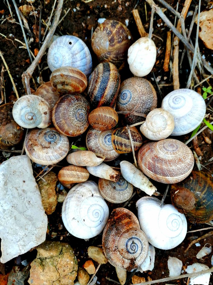 snails