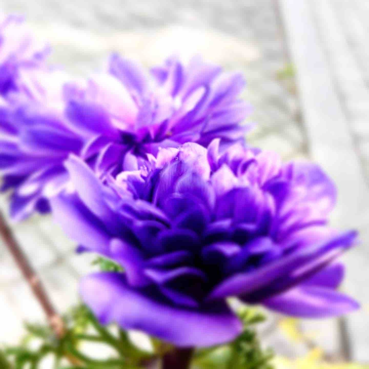Anemone