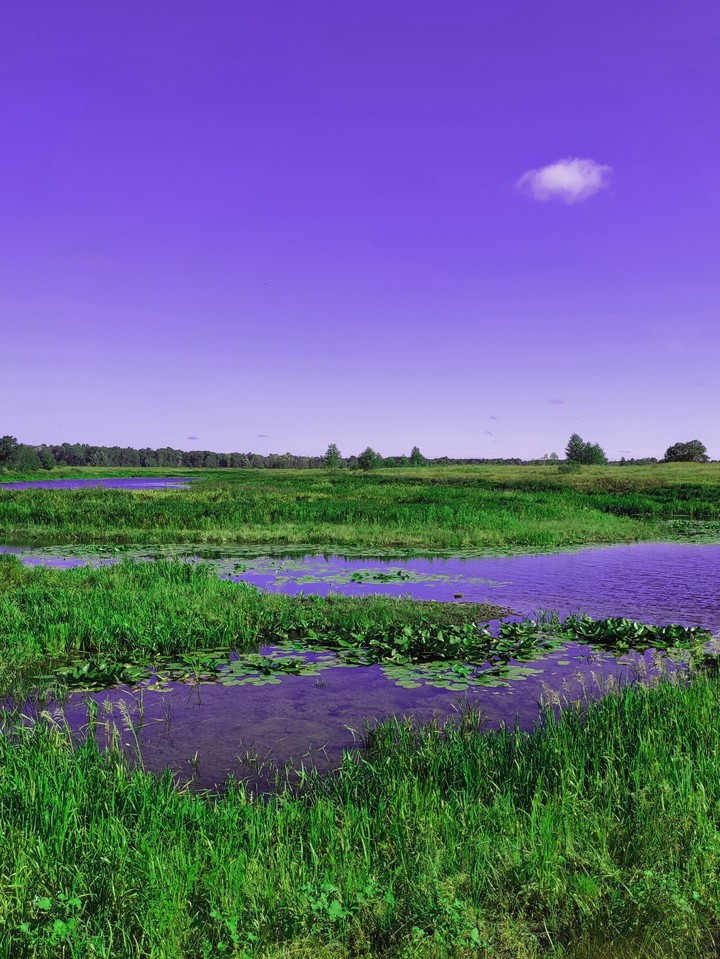 purple field