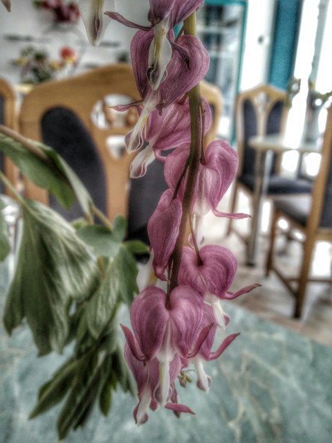 Fading flower