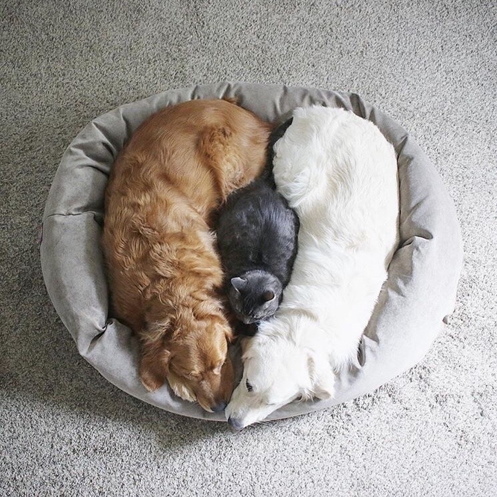 animal heart