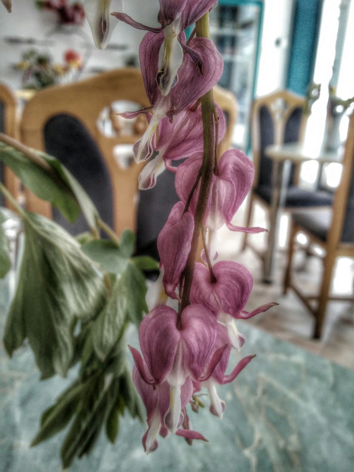 Fading flower