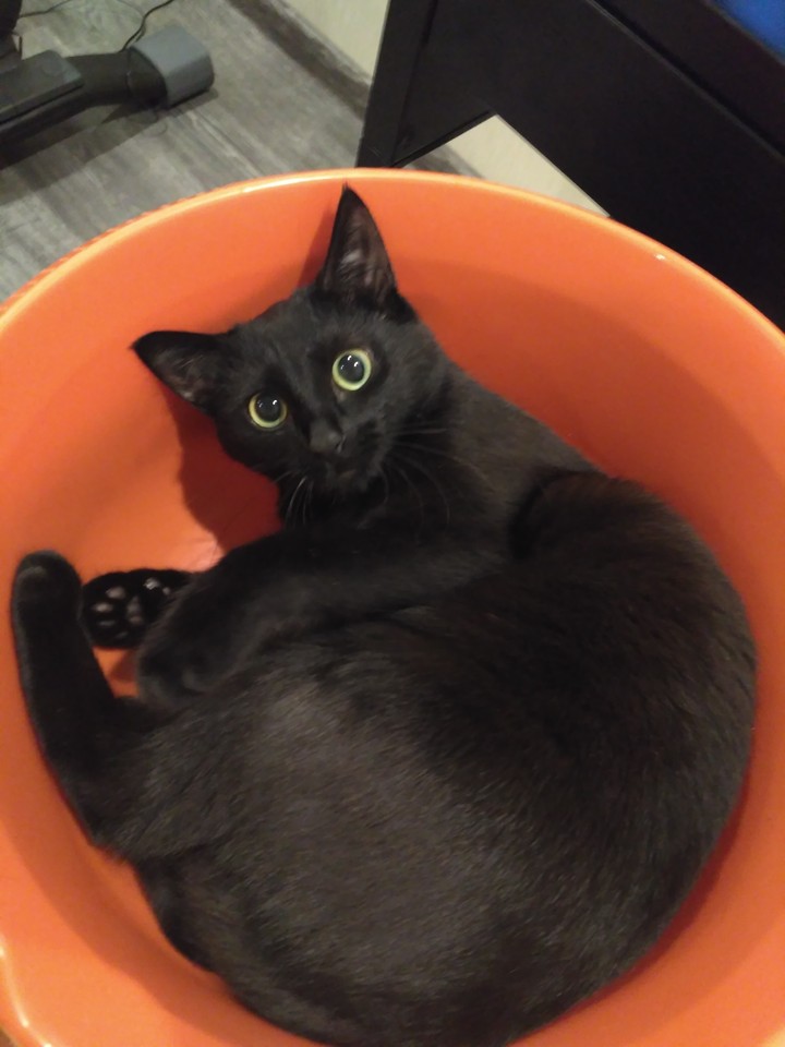 Котя