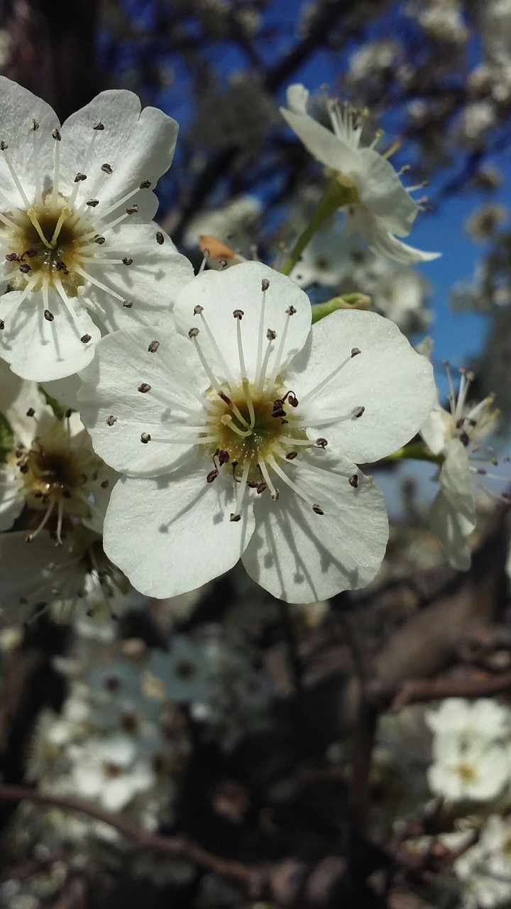 pear tree blooms