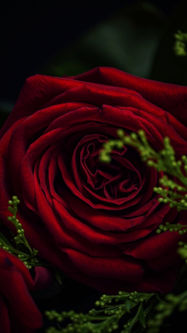 rosse