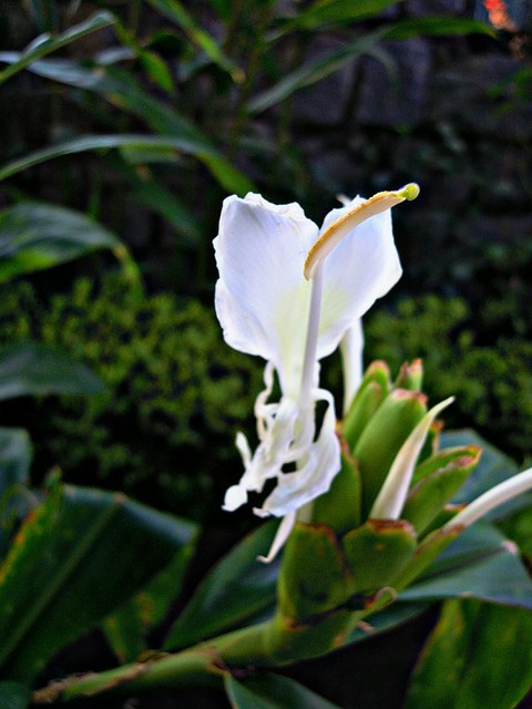 The flower