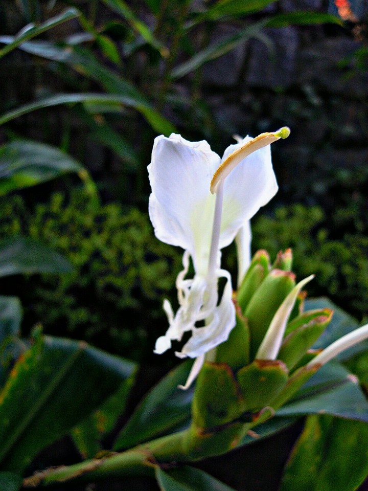 The flower
