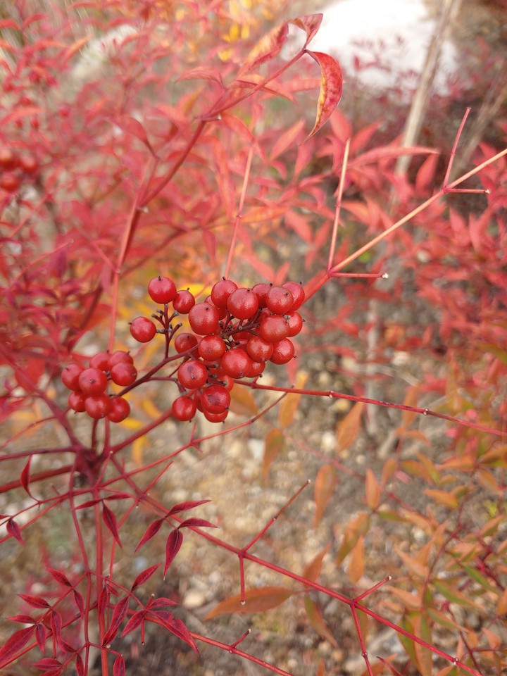 fruit
