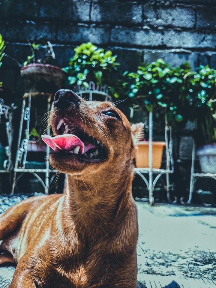 "Man's Bestfriend"
