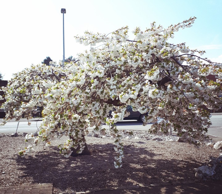 Spring is here