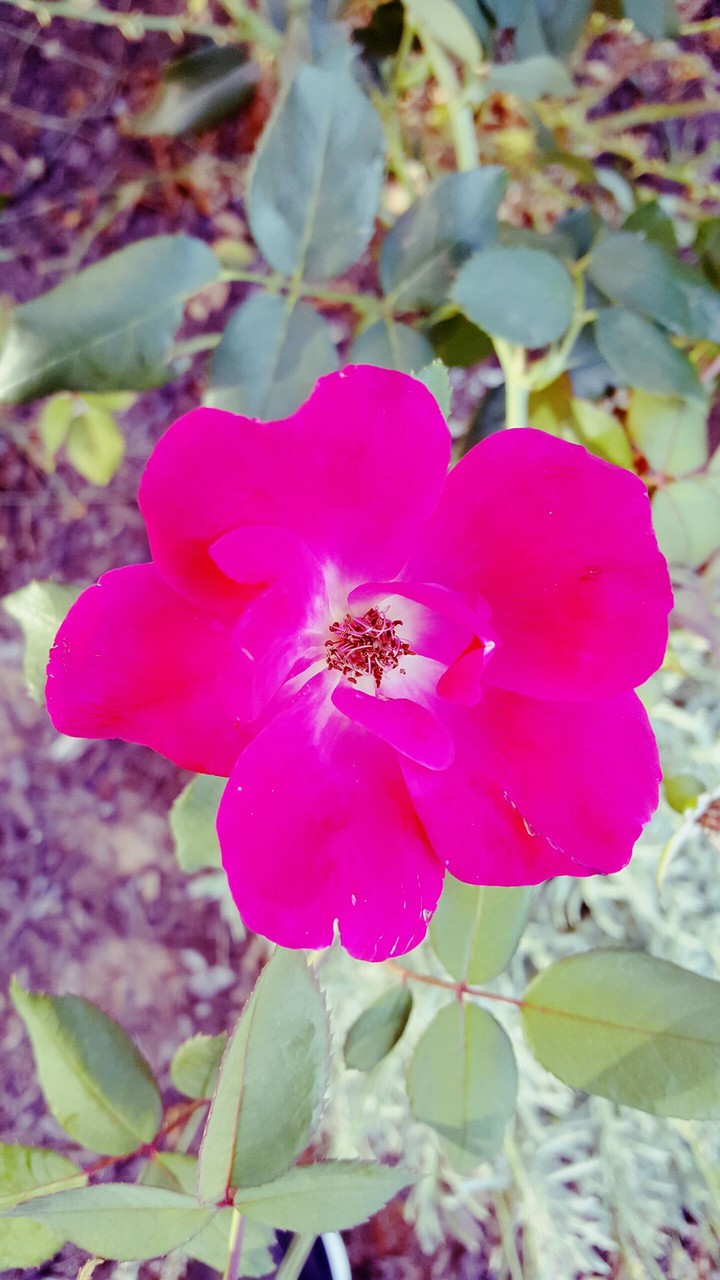 Pink Flower