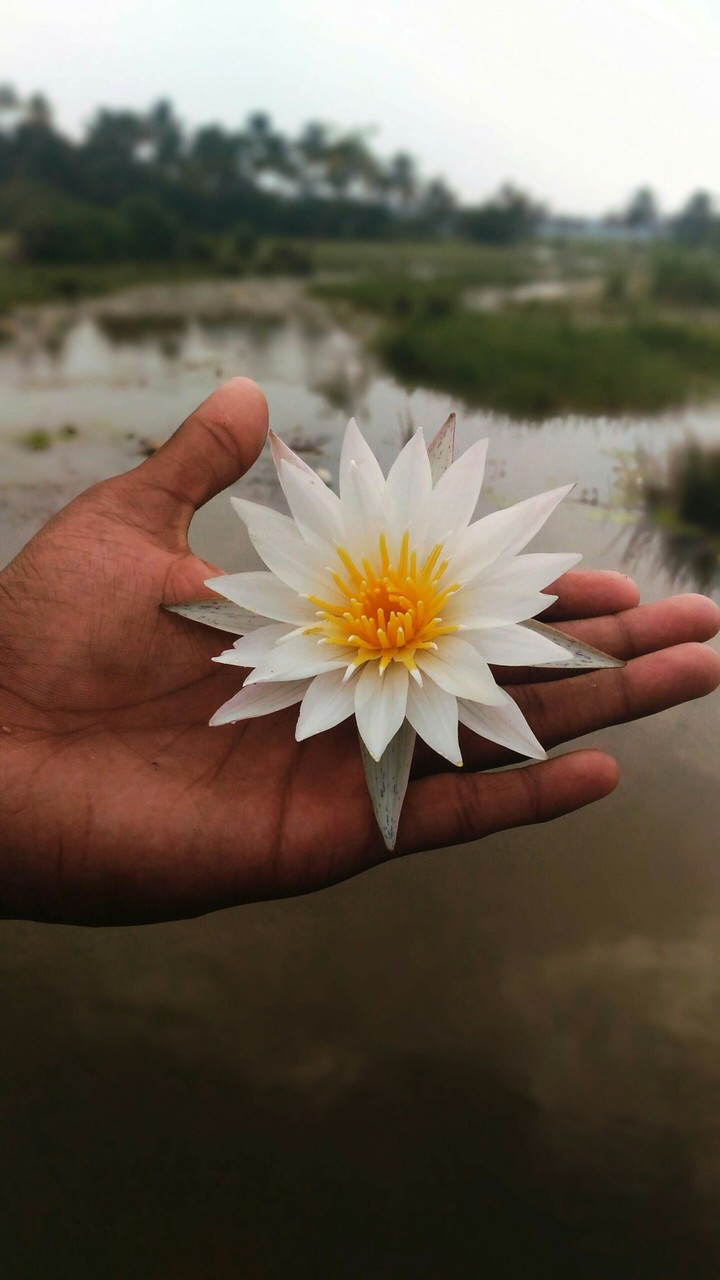 lotus