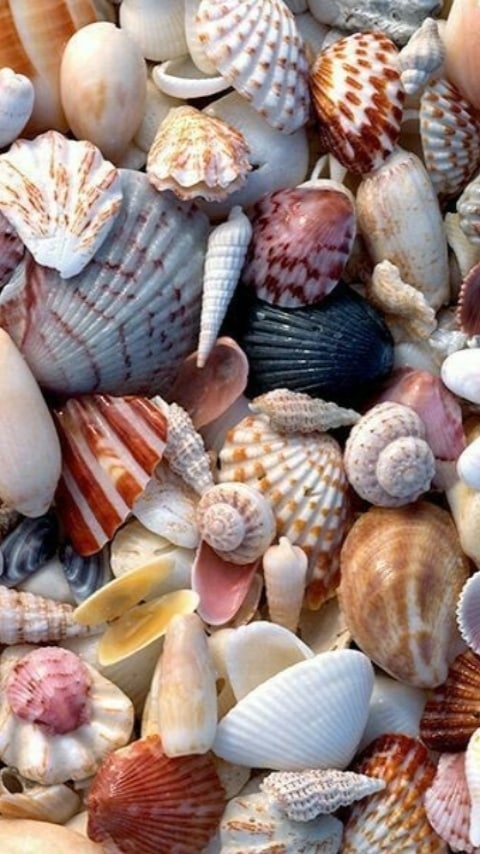 shells