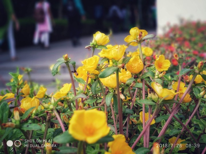 flowers