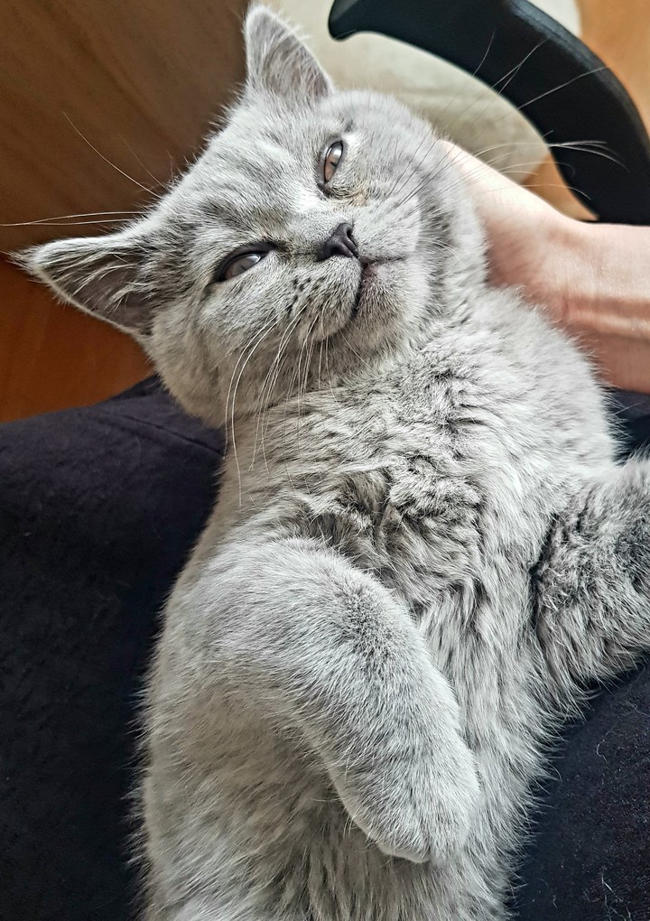 leo