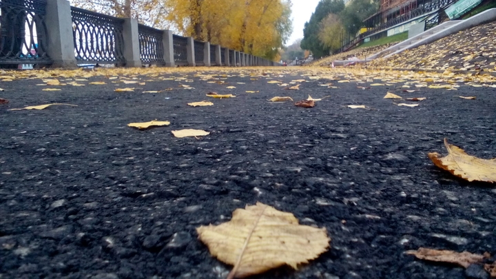 Leaf fall