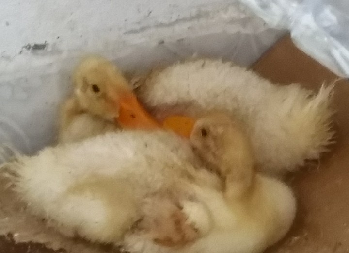 Duck ördek