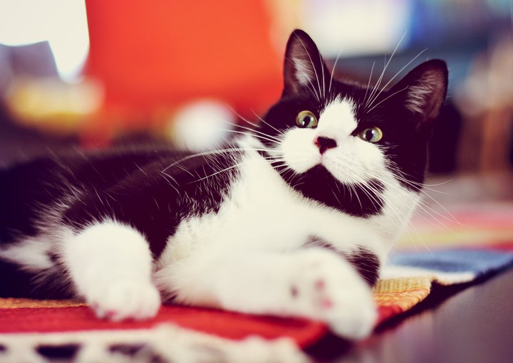 Cat Spotted Cute