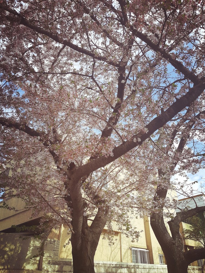 Cherry blossoms