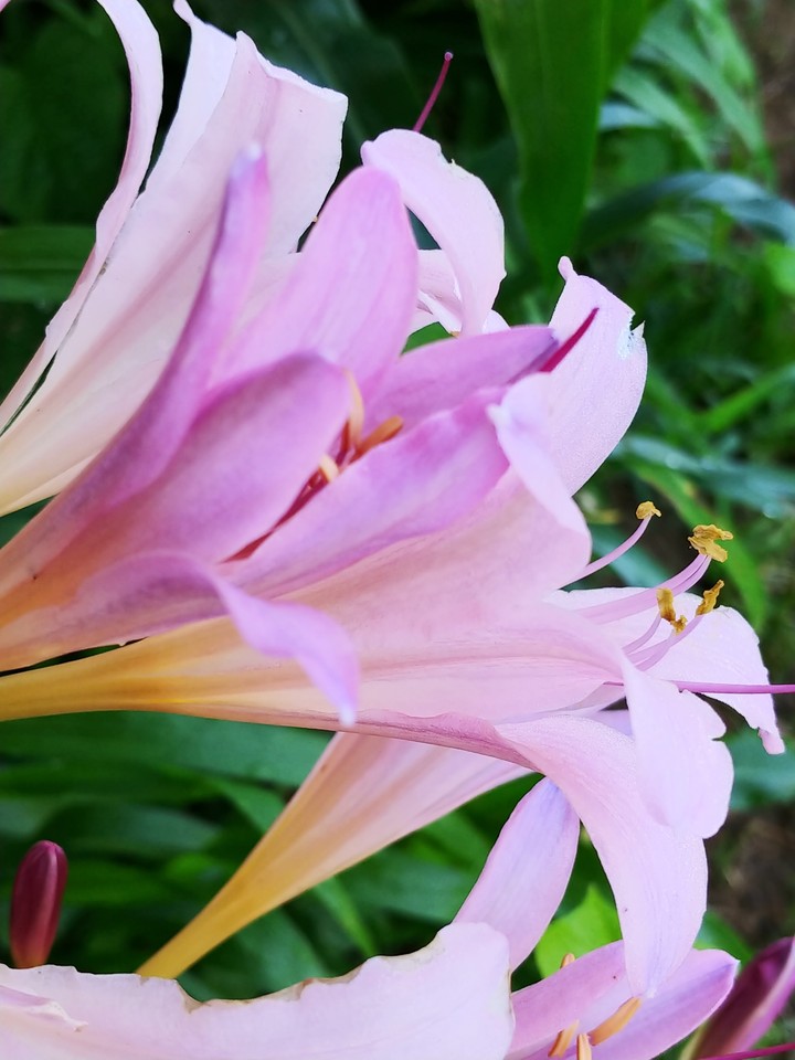 Surprise Lillies