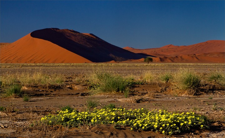 Desierto
