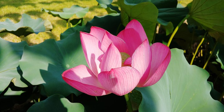 Pink Lotus