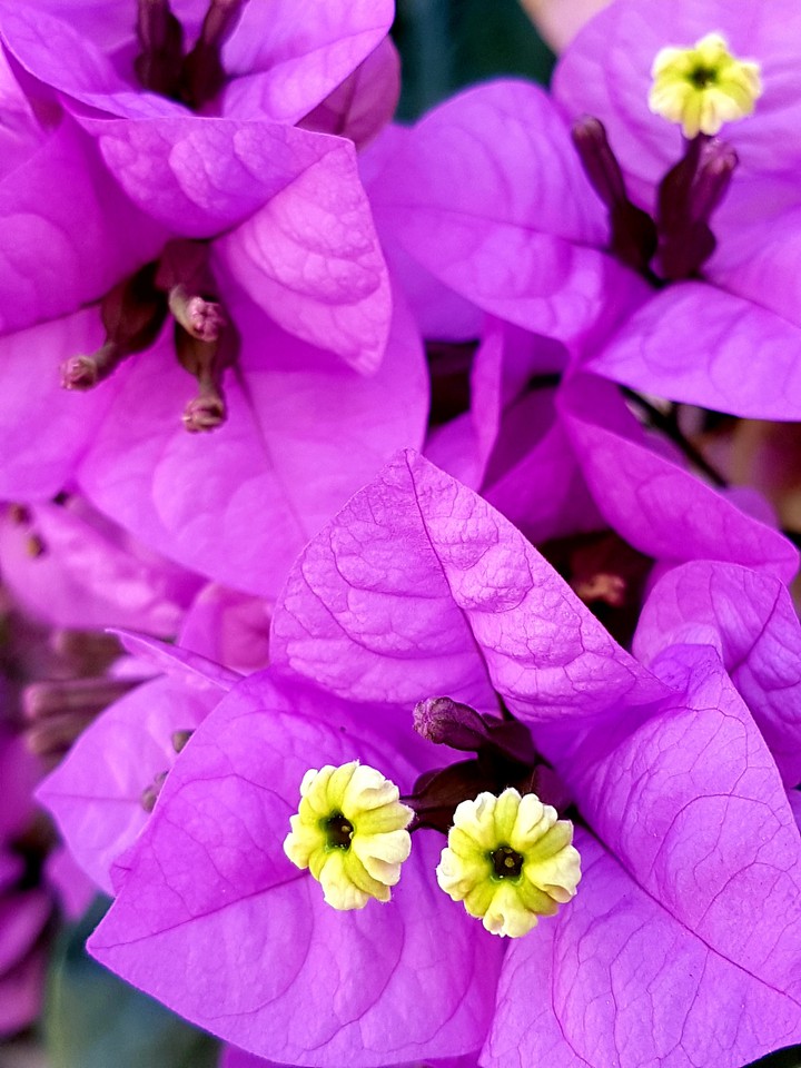 fiori
