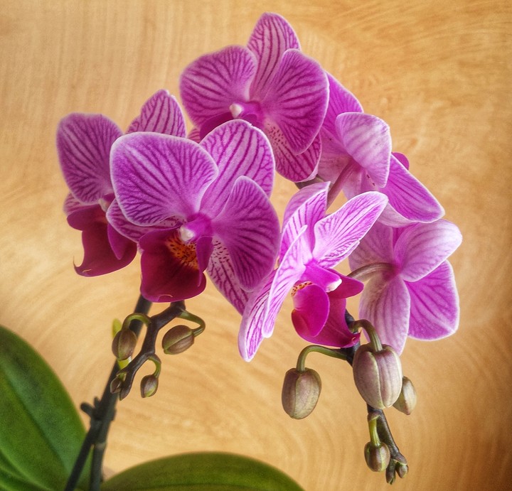 #orchid
