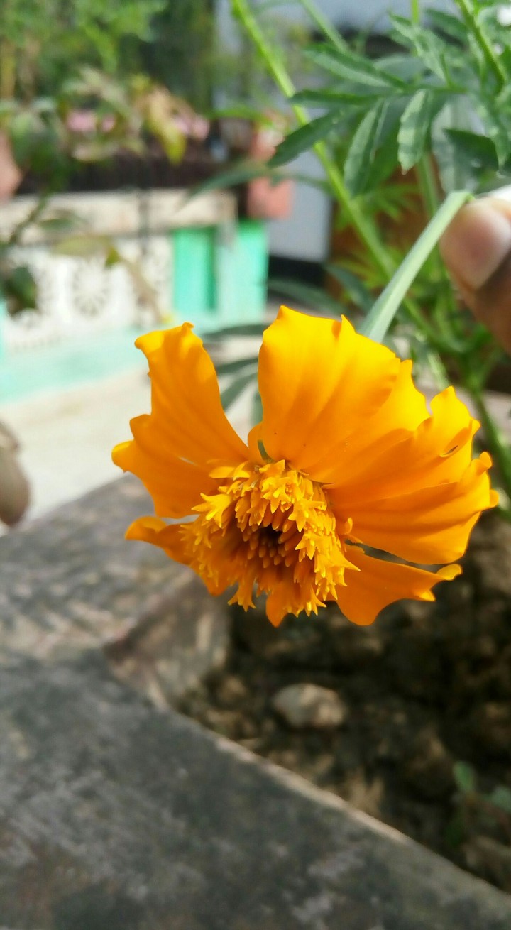 Flower