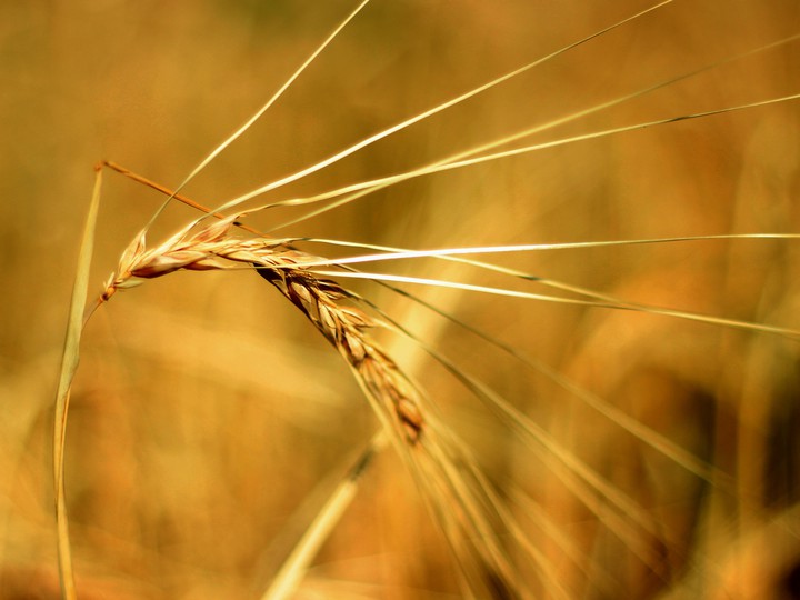 Spikelet