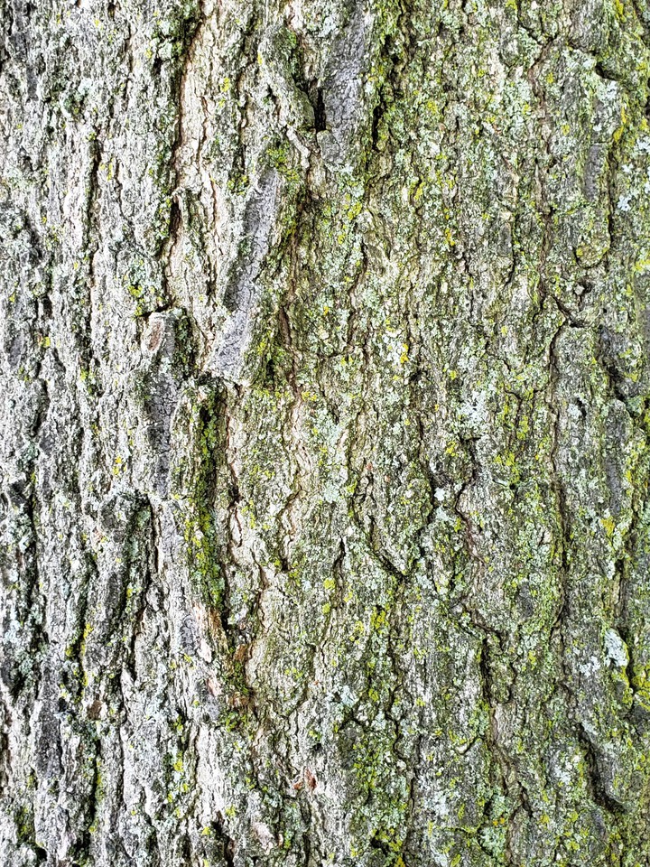 Barking Up the Wrong Tree