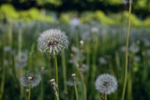 flower dandelion