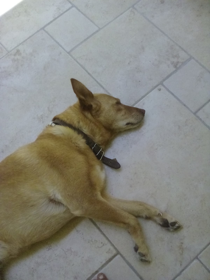 dog
