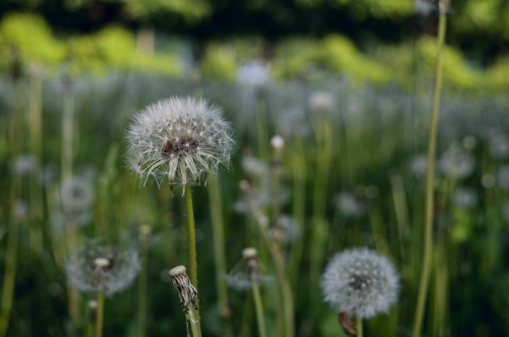 flower dandelion