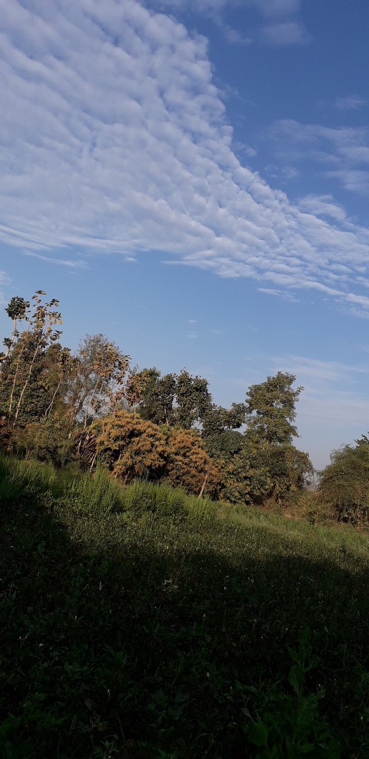 nature