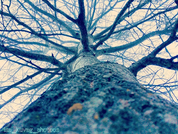 #дерево #Природа #пейзаж #Горы #Лес #Дагестан #Табасаран