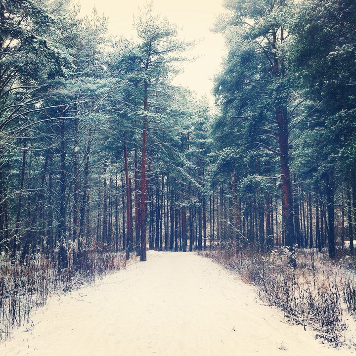forest