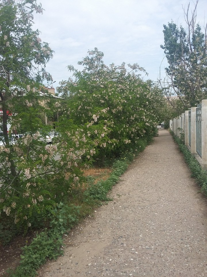 spring