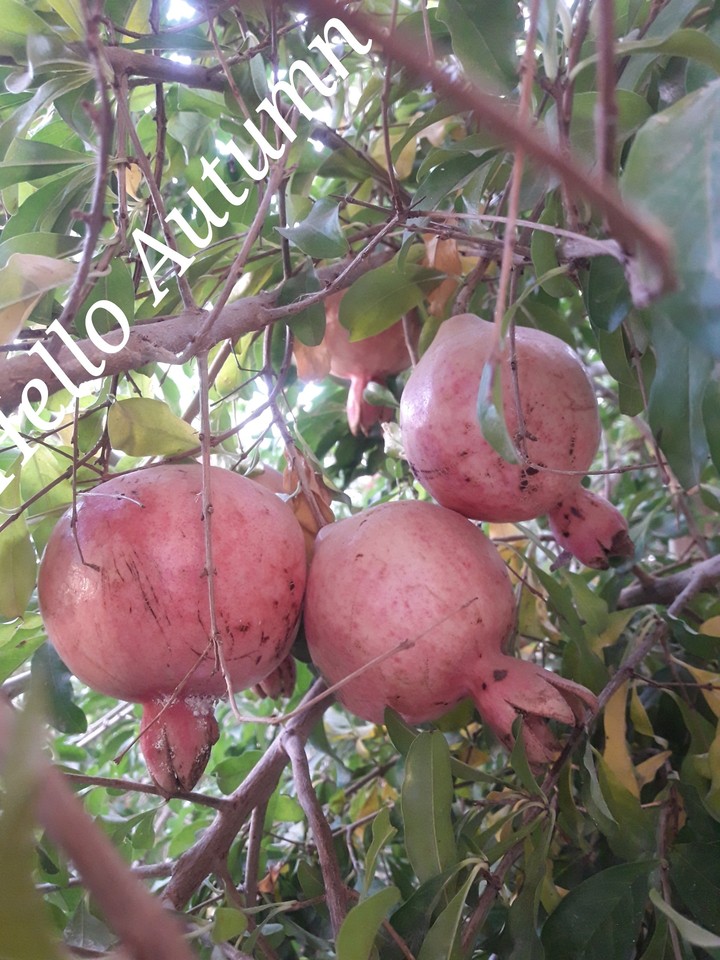 pomegranates