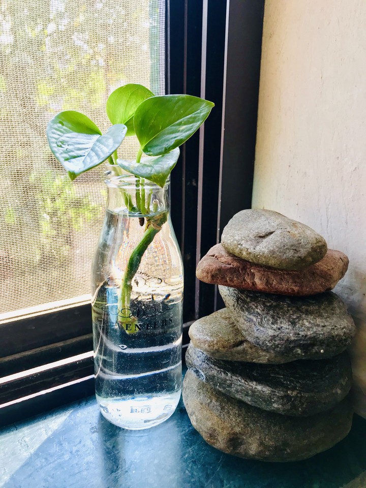plant 