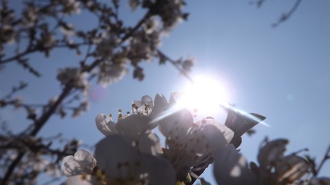 sky, blossom वॉलपेपर